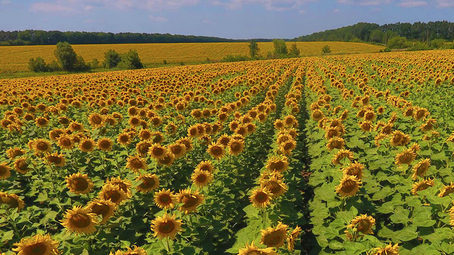 CAMPO GIRASOL