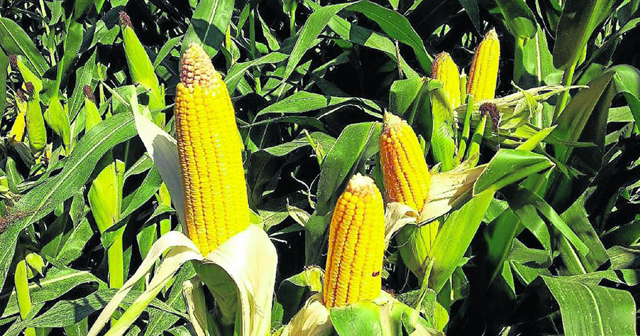 CAMPO MAIZ
